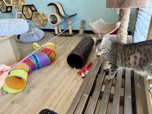 ã¢ãªãŸã_ç«ã«ãã§_ã¡ãµ_ä¿è·ç«_catcafe_mesa