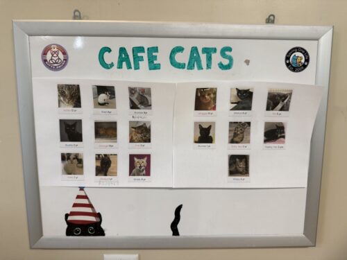 ã¢ãªãŸã_ç«ã«ãã§_ã¡ãµ_ä¿è·ç«_catcafe_mesa