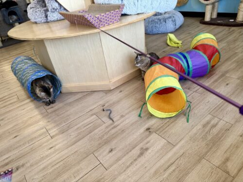 ã¢ãªãŸã_ç«ã«ãã§_ã¡ãµ_ä¿è·ç«_catcafe_mesa