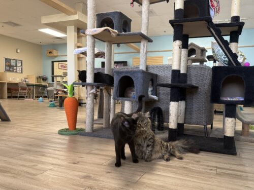 ã¢ãªãŸã_ç«ã«ãã§_ã¡ãµ_ä¿è·ç«_catcafe_mesa