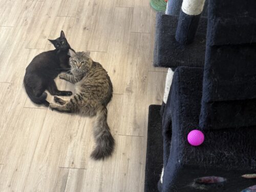 ã¢ãªãŸã_ç«ã«ãã§_ã¡ãµ_ä¿è·ç«_catcafe_mesa