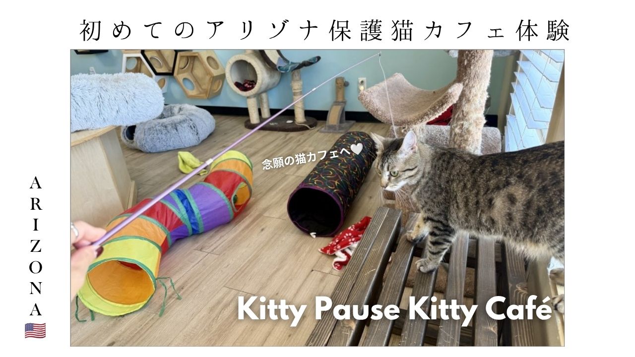 アリゾナ_猫カフェ_メサ_保護猫_catcafe_mesa_arizona_猫好き_おすすめ
