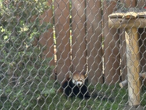 アイダホ_ボイジー_ボイシ_観光スポット_おすすめ_動物園_boisezoo