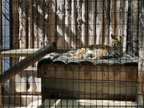 アイダホ_ボイジー_ボイシ_観光スポット_おすすめ_動物園_boisezoo