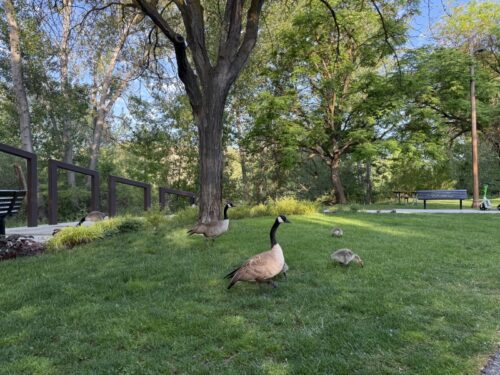 アイダホ_ボイジー_ボイシ_boise_観光スポット_おすすめ_公園_ボイジー川