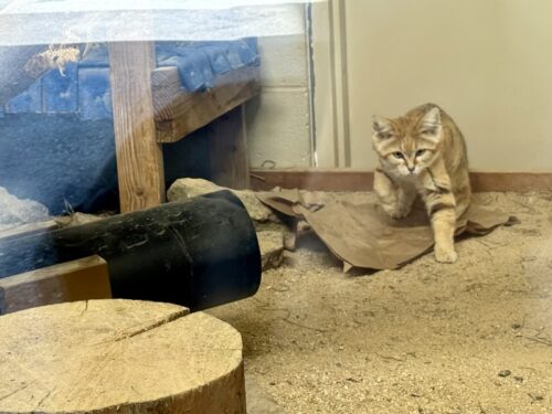 アイダホ_ボイジー_ボイシ_観光スポット_おすすめ_動物園_boisezoo