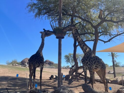 アリゾナ_観光スポット_おすすめ_パパゴパーク_フェニックス_動物園_Phoenix_Zoo