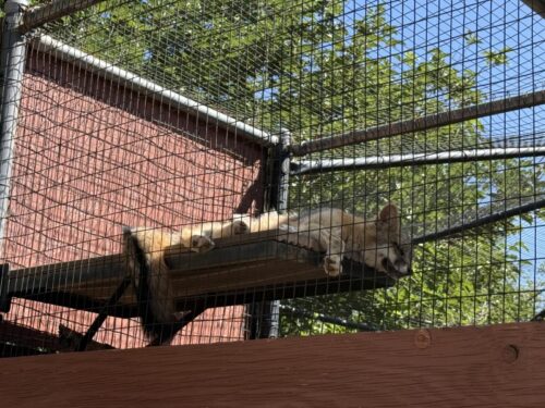 プレスコット_動物園_アリゾナ_観光_HeritagePark_redfox