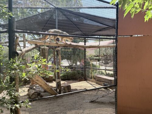 プレスコット_動物園_アリゾナ_観光_HeritagePark_redfox