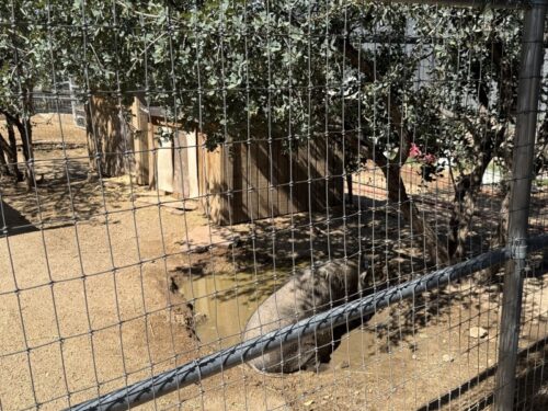 プレスコット_動物園_アリゾナ_観光_HeritagePark_Sus scrofa scrofa