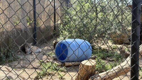 プレスコット_動物園_アリゾナ_観光_HeritagePark_ボブキャット_野生動物_保護施設