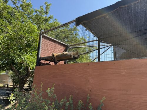 プレスコット_動物園_アリゾナ_観光_HeritagePark_redfox