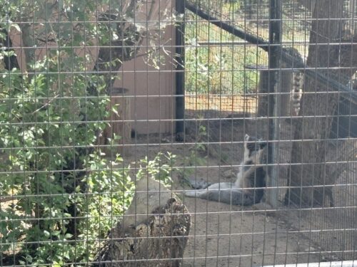 プレスコット_動物園_アリゾナ_観光_HeritagePark_Lemur catta