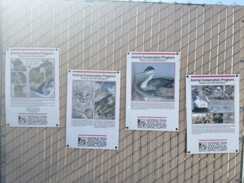 プレスコット_動物園_アリゾナ_観光_HeritagePark_野生動物_保護施設_プログラム