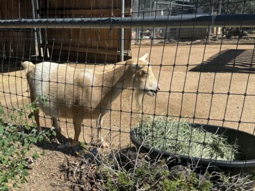 プレスコット_動物園_アリゾナ_観光_HeritagePark_子ども